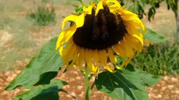 Bee collecting pollen from sunflower close-up — Stock Video