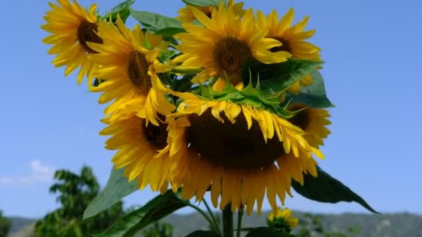 Bin som samlar pollen från solros — Stockvideo