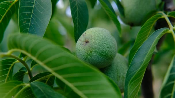 Zelené ořechy strom close-up — Stock video