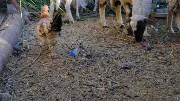 Ест цыплят — стоковое видео