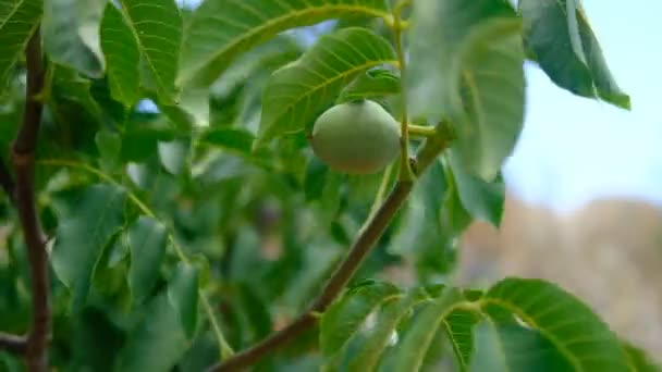 Raw walnuts tree — Stock Video