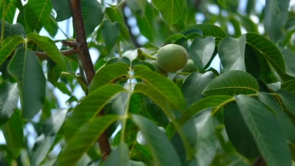 Zelené ořechy strom — Stock video