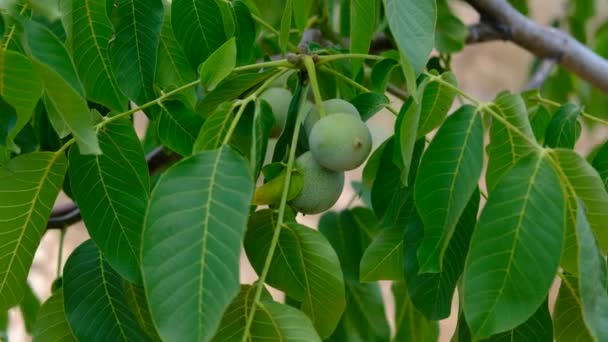 Zelená ořechy strom zahrada — Stock video