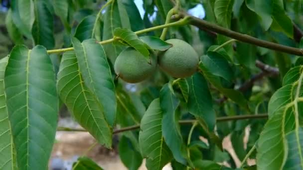 Syrové ořechy strom — Stock video