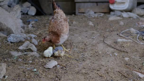 Comer frango de grão — Vídeo de Stock