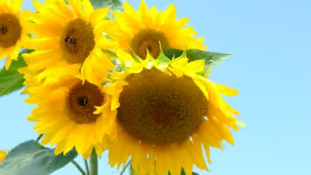 Bee collecting pollen from sunflower close-up — Stock Video