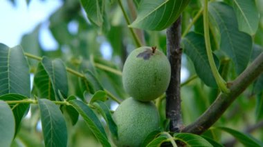 Çiğ ceviz ağacı yakından.