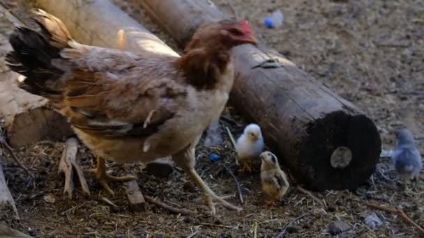 Comer pollo de maíz — Vídeo de stock