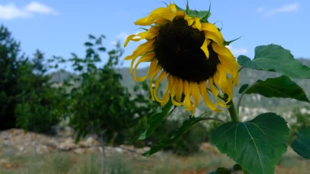 Sunflower swaying wind — Stock Video