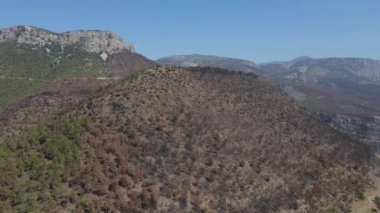 Çam ağacı tepesi engebeli