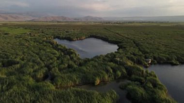 Sazlık drone ve manzara yeşili harika