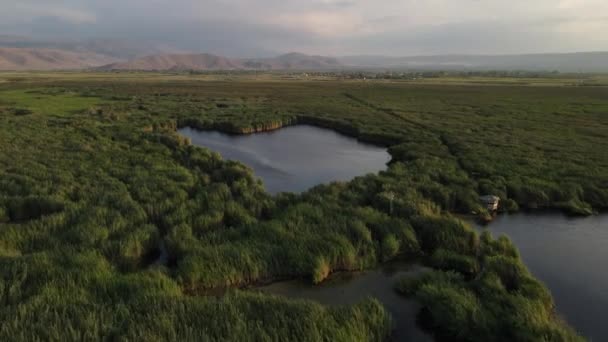 Reeds dronelandscape verde maravilhoso — Vídeo de Stock