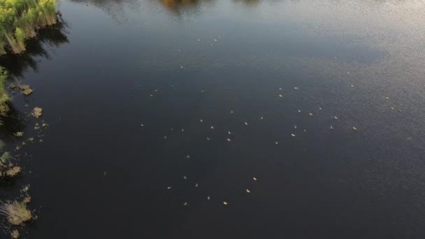 Roseaux lac drone merveilleux oiseau — Video