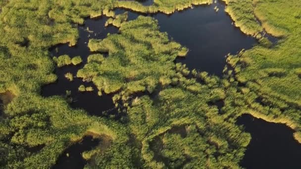 Reeds tó drón zöld csodálatos — Stock videók