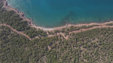 Deniz ormanı kayalık Akdeniz 'i büyülüyor