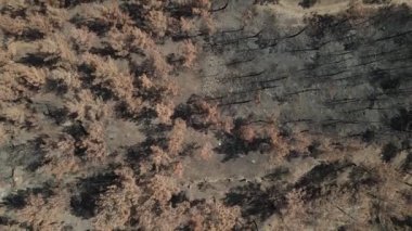 Çam ağacı kahverengisi yanmış havayı tahrip etti