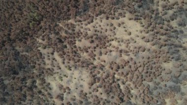 Kurumuş toprak solmuş ağaçlar.