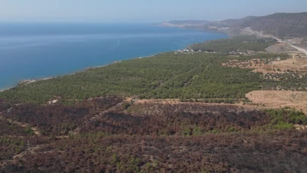 Floresta queimada pinho árvore verde marrom mar — Vídeo de Stock