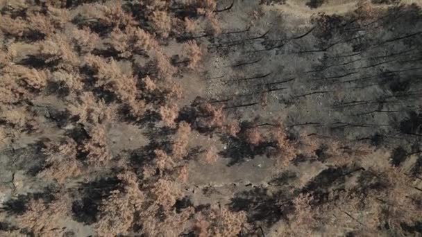 Pohon cemara coklat hancur terbakar udara — Stok Video