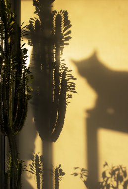 Bir kedinin silüeti