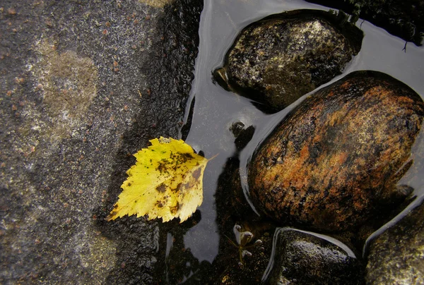 Geel blad in water — Stockfoto