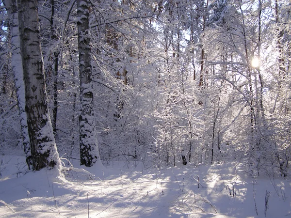 Madera cubierta de nieve — Foto de Stock