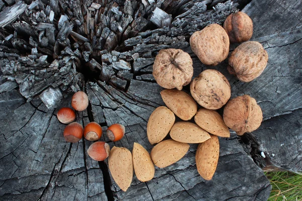 Høstnøtter på et tre – stockfoto
