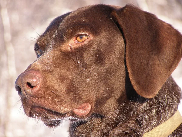 Av köpeği karla kaplı ahşap