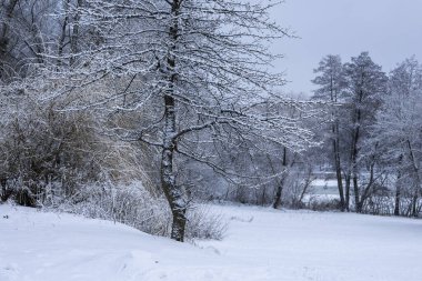 Şehir parkındaki nehir kıyısında karla kaplı kış ağaçları..