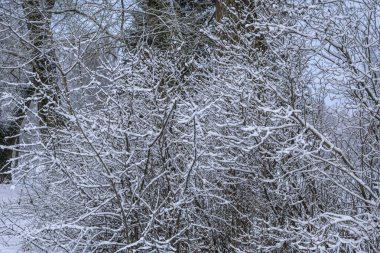 Soğuk bir Ocak gününde karla kaplı ağaçlar.