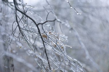 Buz yağmurundan sonra buza bulanmış ağaç dalları.