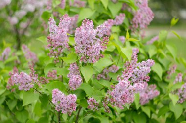 Bulanık bir arkaplanda baharda leylaklar.