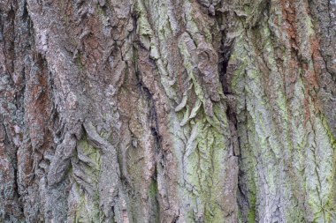 Arkaplan olarak eski ağaç kabuğu dokusu.