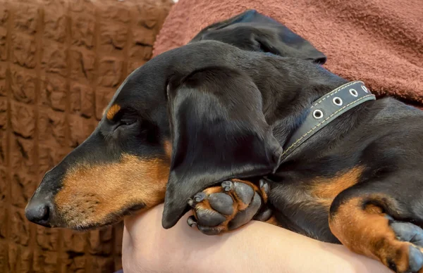 Dachshund bir adamın ellerinde uyuyor..