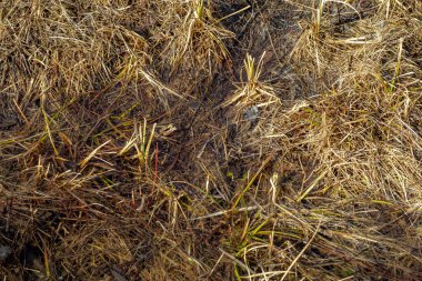Özgün bir arkaplan olarak çayır ıslak bahar çimeni.