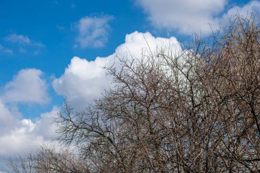 Mavi gökyüzüne karşı ilkbahar ağaçları.