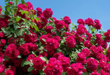 Güneşli bir bahar gününde kırmızı güller.