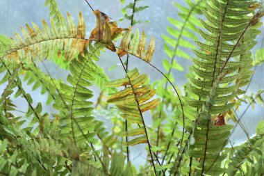 Pencerenin iç tarafındaki eğreltiotu..