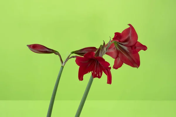 Blooming indoor flower amaryllis on a green background.
