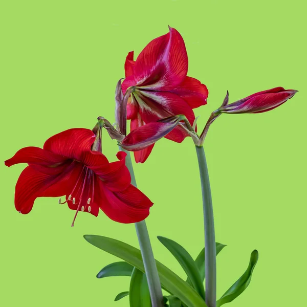 Blooming Indoor Flower Amaryllis Green Background — Stock Photo, Image