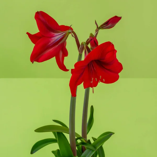 Amarilis Floreciente Flor Interior Sobre Fondo Verde — Foto de Stock