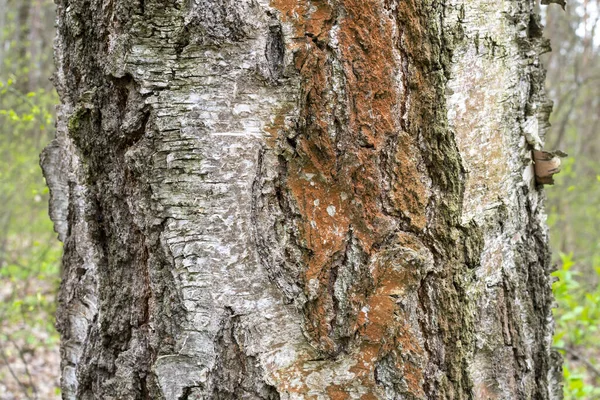 Bahar Bulutlu Bir Günde Eski Bir Huş Ağacının Kabuğu — Stok fotoğraf