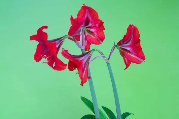 Amarilis Floreciente Flor Interior Sobre Fondo Verde — Foto de Stock