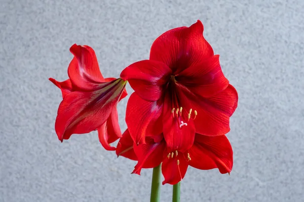 Gri Bir Arka Planda Çiçek Açan Kırmızı Zambaklar — Stok fotoğraf