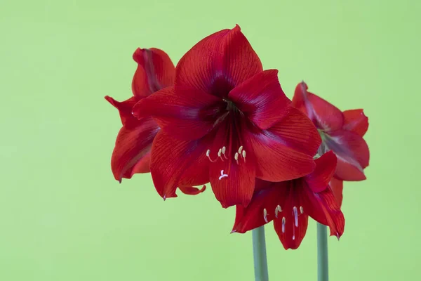 Amarilis Floreciente Flor Interior Sobre Fondo Verde Fotos de stock