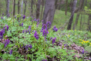 Ormanda ilkbaharın başlarında yağmurlu havada.
