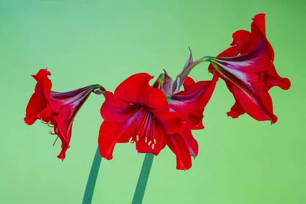 Kwitnący Wewnętrzny Kwiat Amaryllis Zielonym Tle — Zdjęcie stockowe