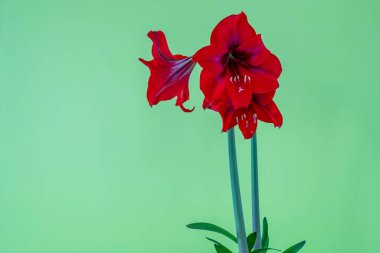 Yeşil arka planda çiçek açan Amaryllis..