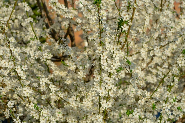Bulanık Bir Arka Planda Bahar Sabahı Çiçek Açan Bir Ağaç — Stok fotoğraf