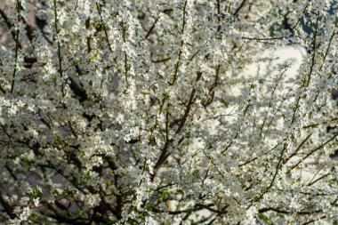 Bulanık bir arka planda, bahar sabahı çiçek açan bir ağaç..